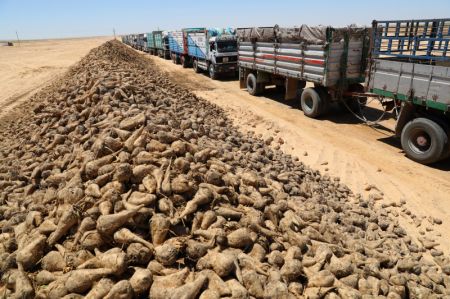 (miniature) Des camions attendent de transporter des betteraves qui viennent d'être récoltées dans le désert de la province de Minya