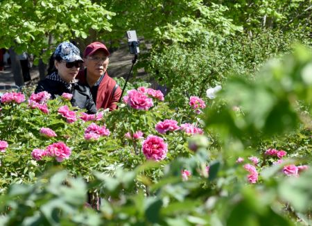 (miniature) Des gens au milieu des pivoines en fleur dans le parc Yuanmingyuan à Beijing