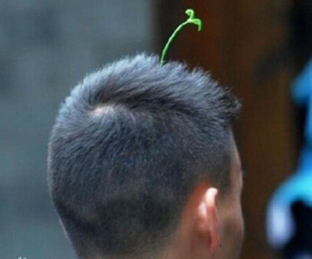(miniature) Chine : La mode des fausses plantes qui poussent sur la tête