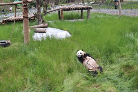 (miniature) Un panda géant mange des pousses de bambou au parc de pandas de Jiuzhaigou dans la province chinoise du Sichuan (sud-ouest)