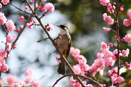 (miniature) Un oiseau s'arrête sur une branche d'un prunier à Renhuai