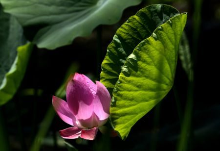 (miniature) Une fleur de lotus dans le parc Yuanmingyuan