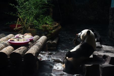 (miniature) Le panda géant Erxi mange du bambou dans une salle climatisée au zoo Jinan Wildlife World