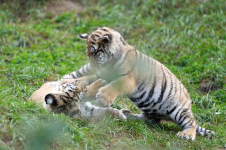 (miniature) Des tigreaux de Sibérie jouent dans le parc des tigres de Sibérie à Hailin