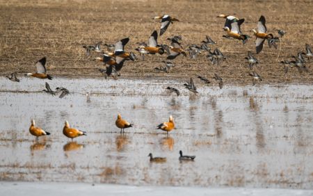 (miniature) Des oiseaux migrateurs dans la zone humide près du fleuve Jaune dans le district de Togtoh