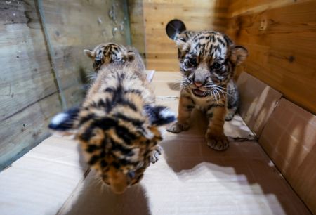(miniature) Des bébés tigres de Sibérie dans le Parc d'animaux sauvages du Yunnan