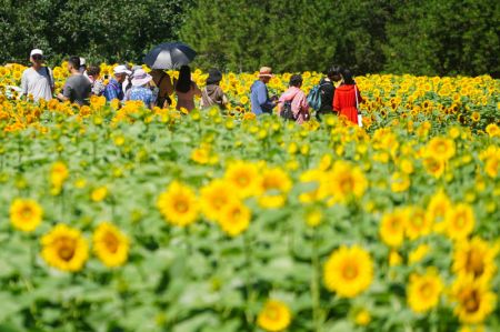 (miniature) Des personnes admirent les tournesols dans le Parc forestier olympique de Beijing