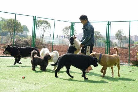 (miniature) Un membre du personnel s'amuse avec des chiens