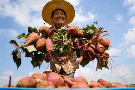 (miniature) Une femme présente des patates douces récoltées dans le village de Cangtou de la ville de Jurong