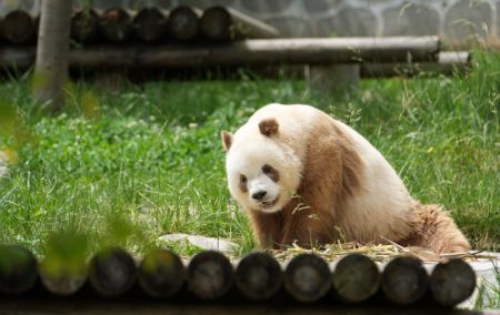 (miniature) Photo du panda géant brun