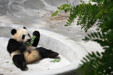 (miniature) Photo d'un panda géant dans un parc scientifique récemment ouvert dédié à la protection des espèces sauvages dans le district de Zhouzhi à Xi'an