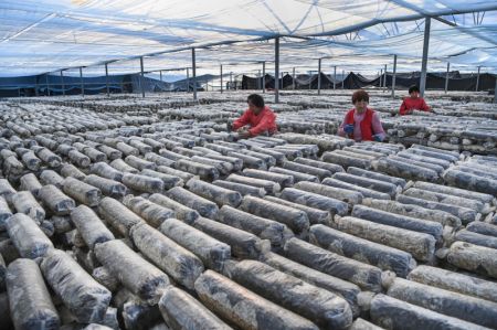 (miniature) Des travailleurs produisent des kits de culture de champignons comestibles dans une société du bourg de Wuguanyi