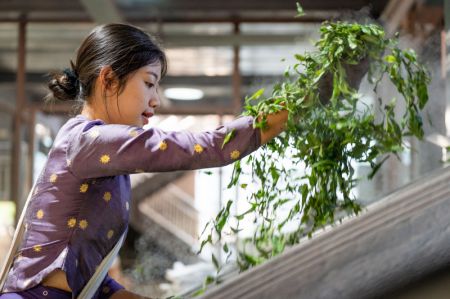 (miniature) Une villageoise fait chauffer des feuilles de thé dans une usine de thé de la montagne Jingmai