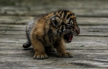 (miniature) Un bébé tigre de Sibérie dans le Parc d'animaux sauvages du Yunnan