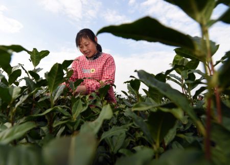 (miniature) Une agricultrice cueille des feuilles de thé pendant la saison de récolte du thé dans une plantation de thé à Huangshan