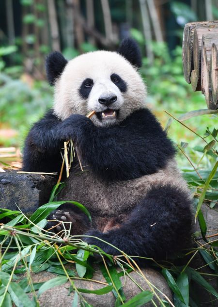 (miniature) Le panda géant Tingzai mange du bambou dans le parc safari de Chimelong