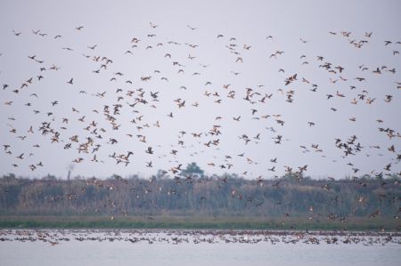 (miniature) Des oiseaux dans la réserve naturelle nationale du lac Dongting de l'ouest