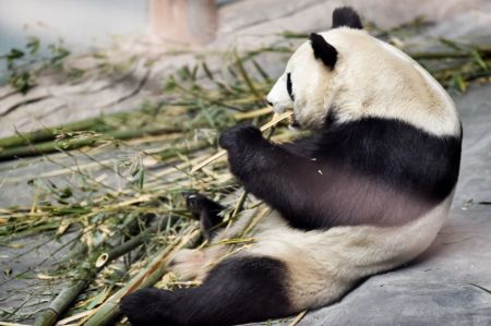 (miniature) Un panda géant mange des bambous à la Maison du panda de Xining