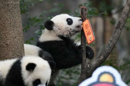 (miniature) Photo de bébés pandas géants à la Base de recherche sur la reproduction des pandas géants de Chengdu