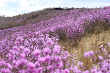 (miniature) Photo prise le 27 avril 2022 montrant le paysage des fleurs d'azalée dans la ville de Zhalantun