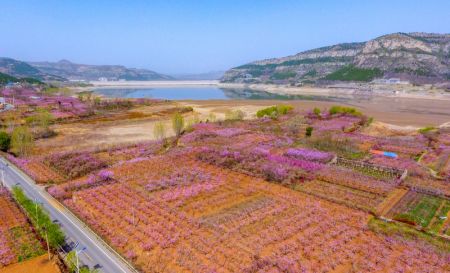 (miniature) Photo aérienne de fleurs de pêcher à Jinan