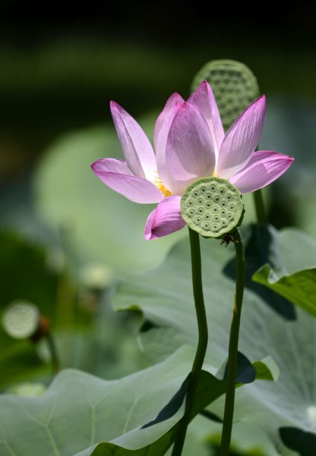 (miniature) Une fleur de lotus dans le parc Yuanmingyuan