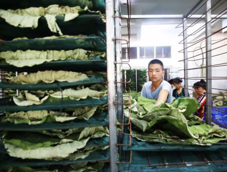 (miniature) Des employés manipulent des feuilles de lotus dans un atelier du bourg de Linhuai