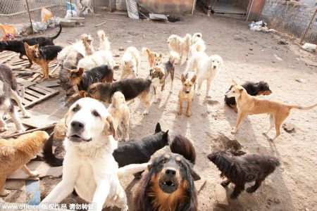(miniature) chiens chinois