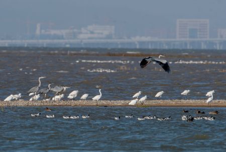 (miniature) Des oiseaux d'eau dans la zone humide de l'estuaire de la baie de Quanzhou