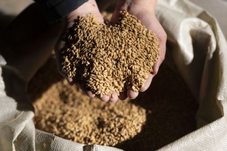 (miniature) Un employé examine le riz nouvellement acheté dans une société du China Grain Reserves Group (Sinograin)