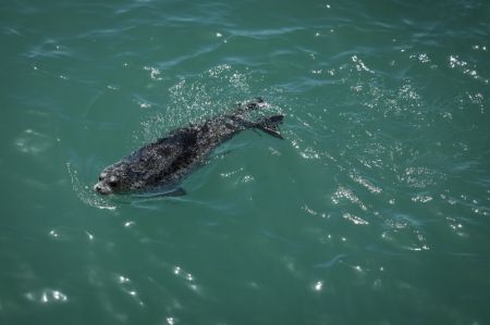 (miniature) Un phoque tacheté relâché nage dans les eaux au large de Dalian