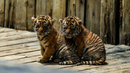 (miniature) Des bébés tigres de Sibérie dans le Parc d'animaux sauvages du Yunnan