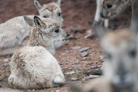 (miniature) Photo des bébés antilopes tibétaines à la station de protection du lac Zonag à Hoh Xil