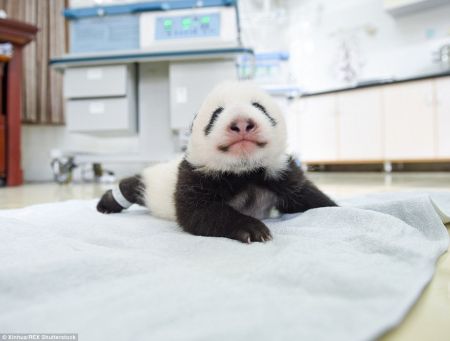(miniature) Photos : des bébés panda sont présentés au public