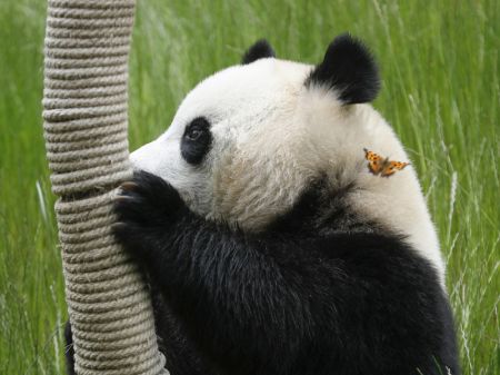 (miniature) Le panda géant Hai Hai joue au parc de pandas de Jiuzhaigou dans la province chinoise du Sichuan (sud-ouest)