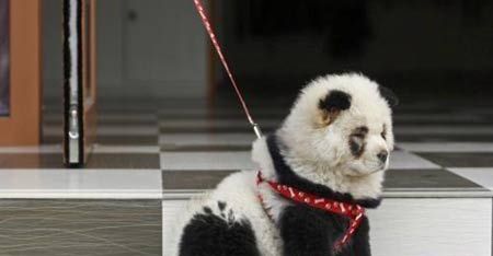 (miniature) Un chien déguisé en panda à Wuhan