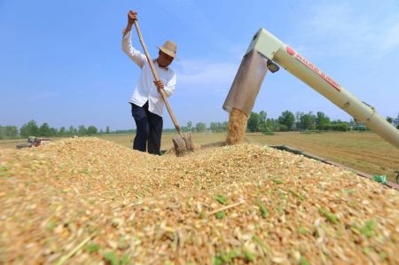 (miniature) Récolte du blé dans le village de Xiaowan