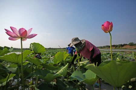 (miniature) Des villageois cueillent des feuilles de lotus dans le lac Hongze