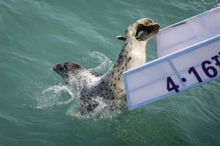 (miniature) Un phoque tacheté est relâché en mer à Dalian