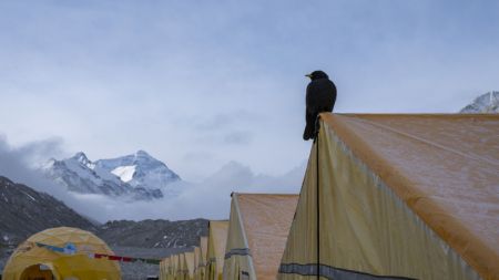 (miniature) Un chocard à bec jaune se repose sur une tente au camp de base du mont Qomolangma