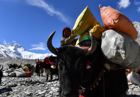 (miniature) Une équipe de transport de yaks se prépare à se diriger vers un camp avancé à une altitude de 6