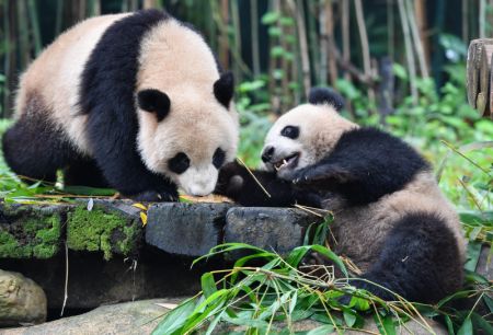 (miniature) Les pandas géants Tingzai et Longzai dans le parc safari de Chimelong