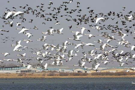 (miniature) Des oiseaux migrateurs survolent le lac Luoping