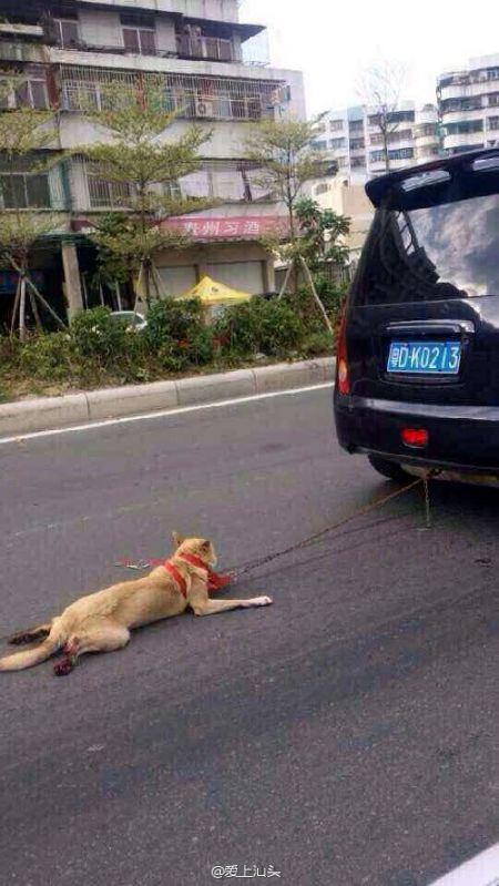 (miniature) La vidéo d'un chien traîné derrière une voiture fait scandale