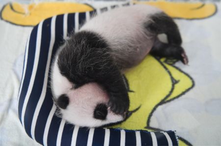 (miniature) Un bébé panda géant au Centre de recherche sur les pandas géants de Qinling