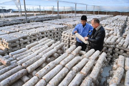 (miniature) Des travailleurs examinent des kits de culture de champignons comestibles dans une société du bourg de Wuguanyi