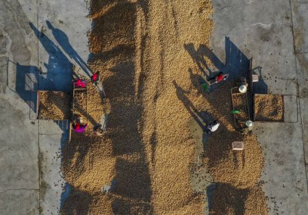 (miniature) Des paysans trient et sèchent des noix dans une coopérative du bourg de Dongjiuzhai à Zunhua