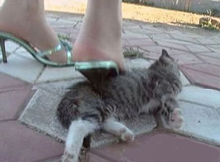 (miniature) chat écrasé par une chaussure à talon