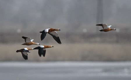 (miniature) Des oiseaux migrateurs survolent la zone humide près du fleuve Jaune dans le district de Togtoh