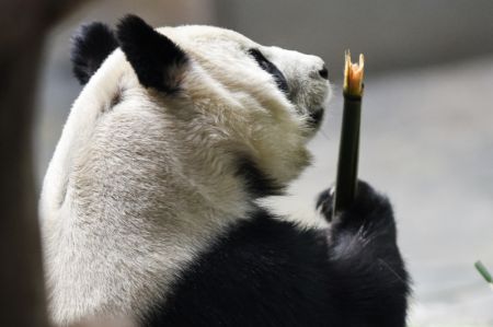 (miniature) Un panda géant mange du bambou à la Maison du panda de Xining